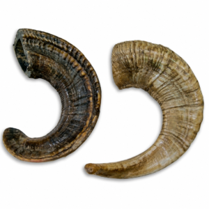 Sheep Horn